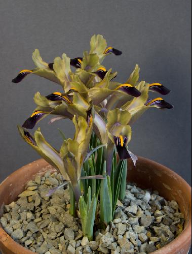 Iris stenophylla stenophylla